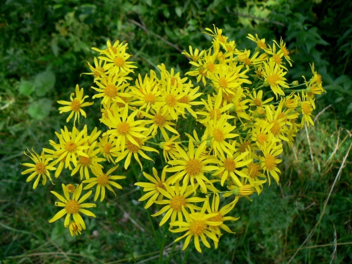 Крестовник якова senecio jacobaea