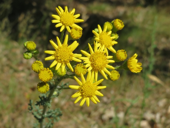 Крестовник якова senecio jacobaea
