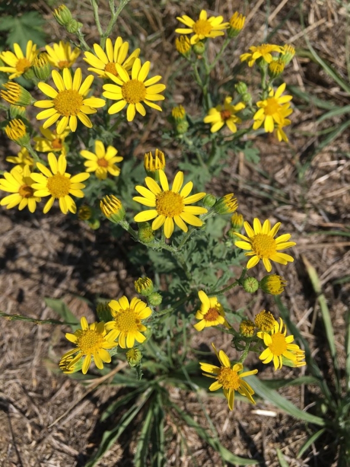 Крестовник стрелконосный