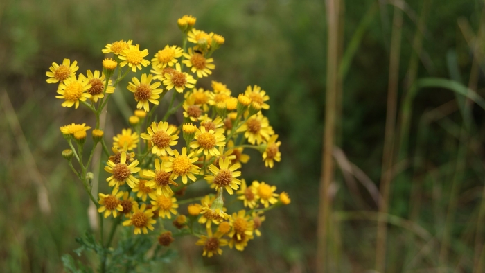 Крестовник якова senecio jacobaea