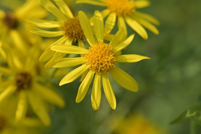 Крестовник senecio jacobaea