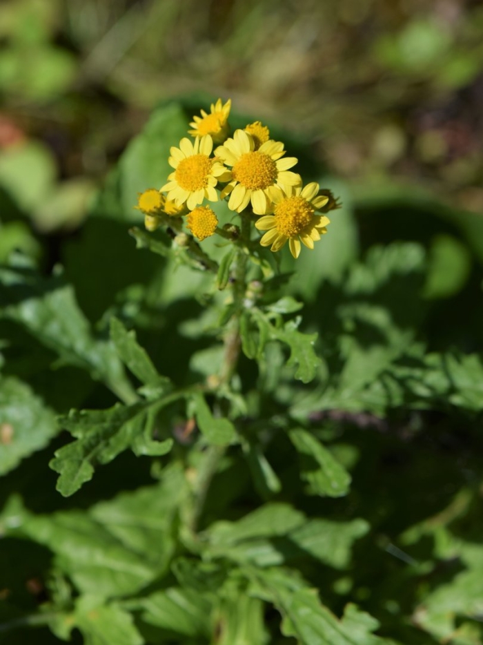 Senecio vernalis