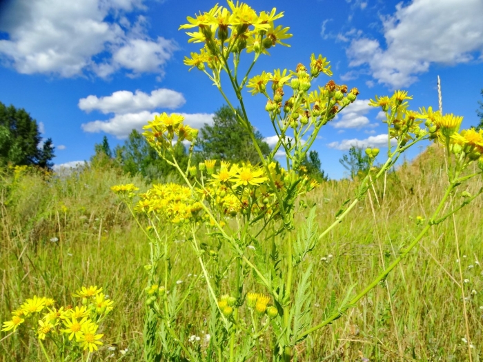 Крестовник дубравный