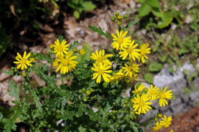 Крестовник адонисолистный