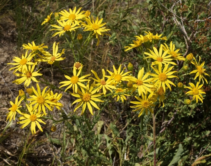Senecio vulgaris l.