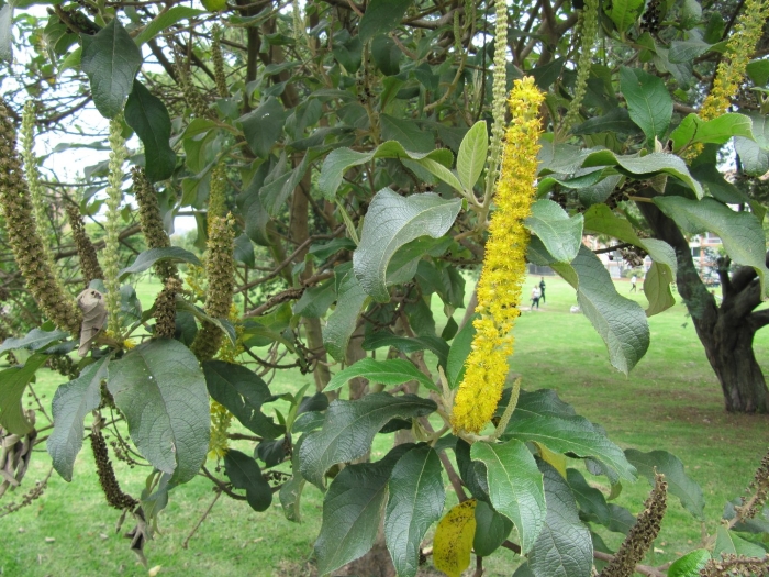 Lophanthera lactescens