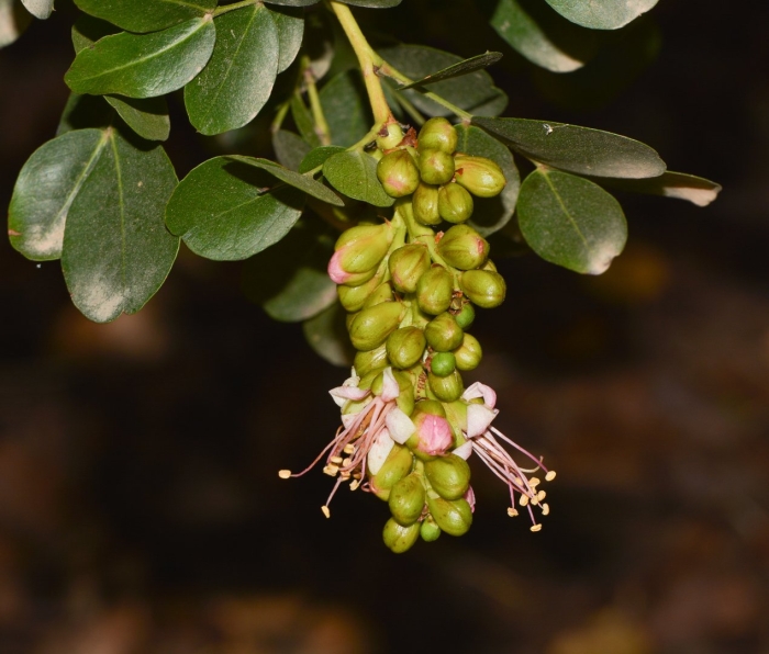 Schotia brachypetala