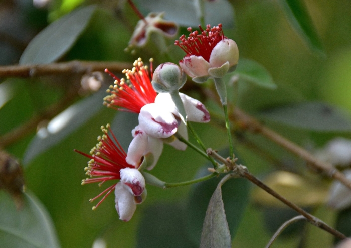 Фейхоа растение