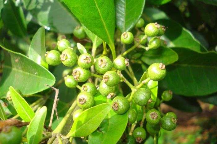 Перец душистый горошек растение