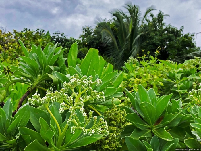 Tournefortia argentea