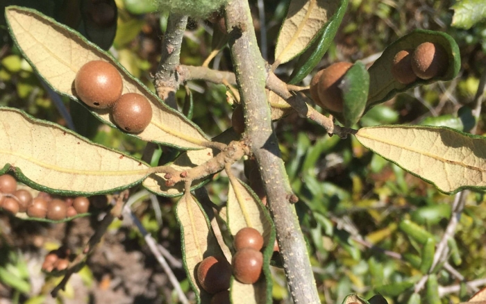 Elaeagnus angustifolia
