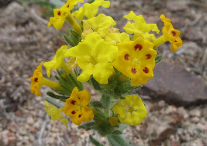 Арнебия пятнистая