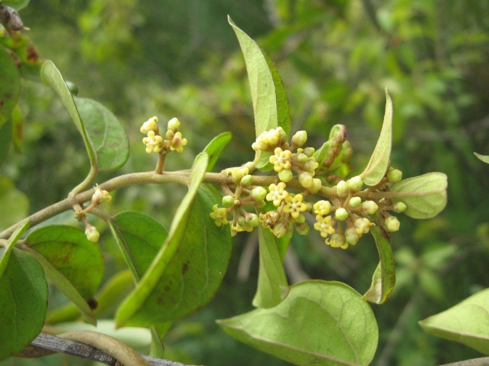 Джимнема сильвестра