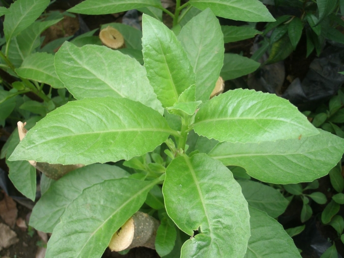 Гинура прокумбенс