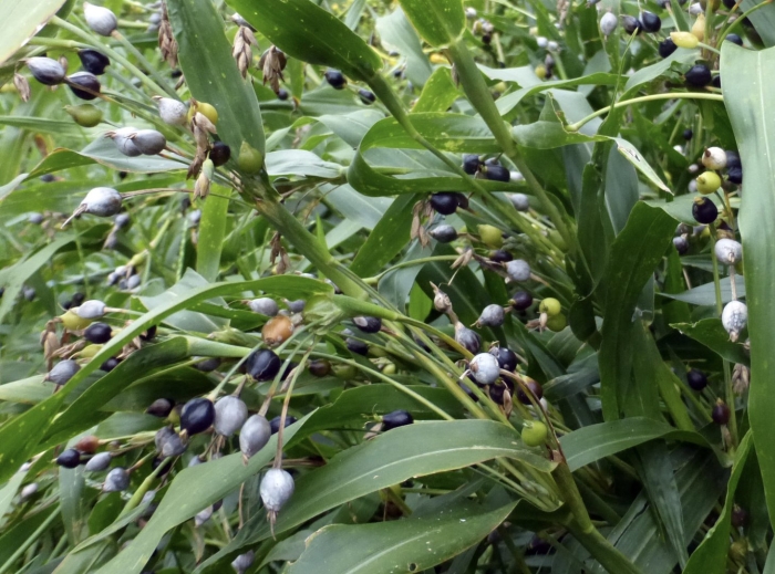 Бусенник иовлевы слезы