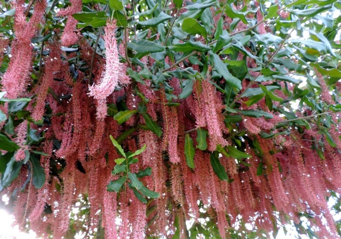 Macadamia tetraphylla