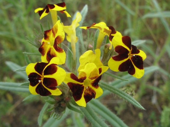 Арнебия растение