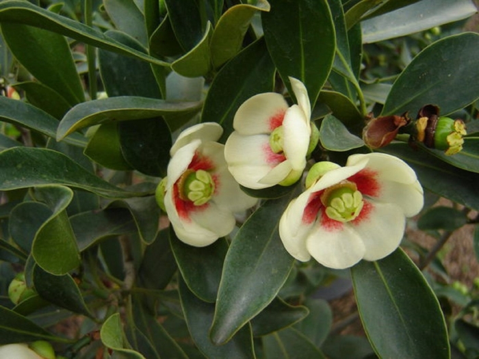 Клузия rosea princess