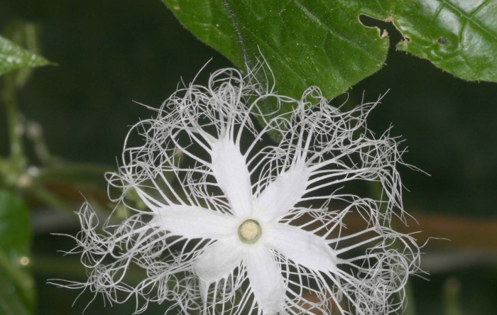 Трихозант змеевидный