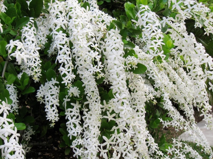 Лиана петрея