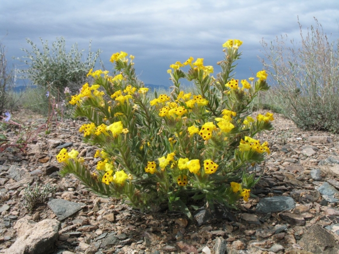 Aurinia saxatilis