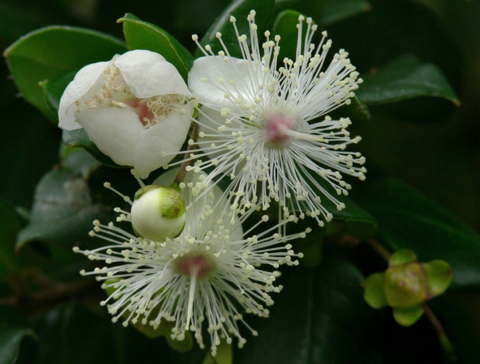 Мирт myrtus communis