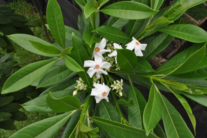 Цербера одолламская