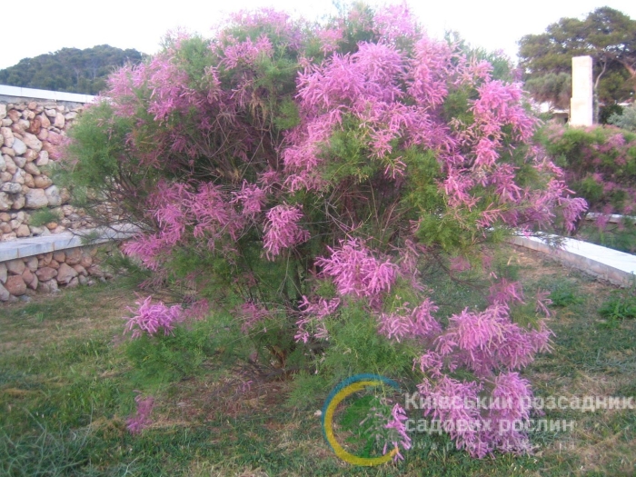 Тамарикс рамосиссима