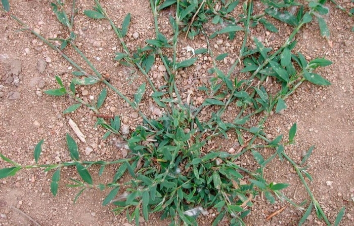 Горец птичий спорыш