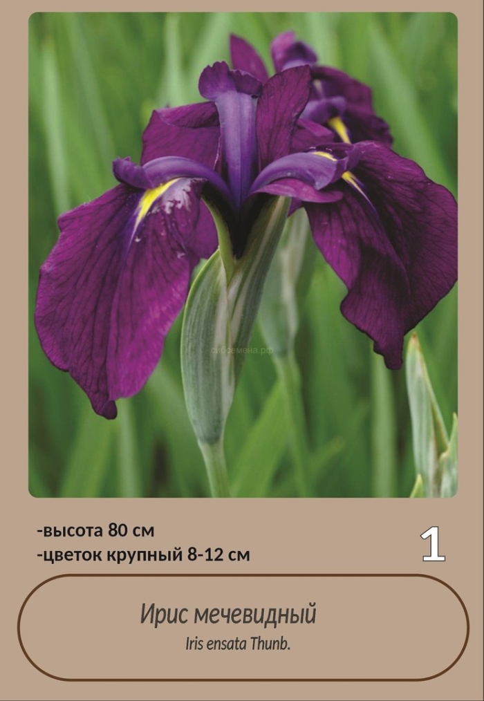 Ирис мечевидный вариегата