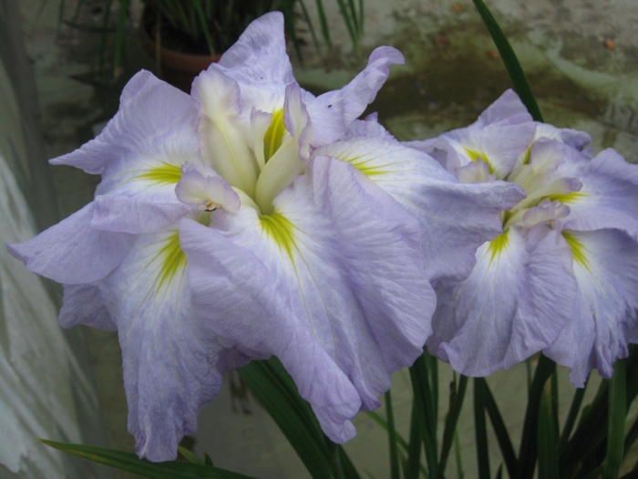 Ирис энсата