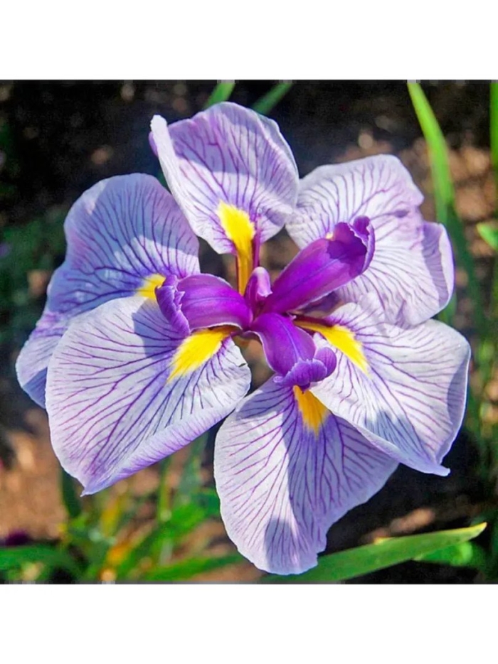 Ирис японский агрипинелла