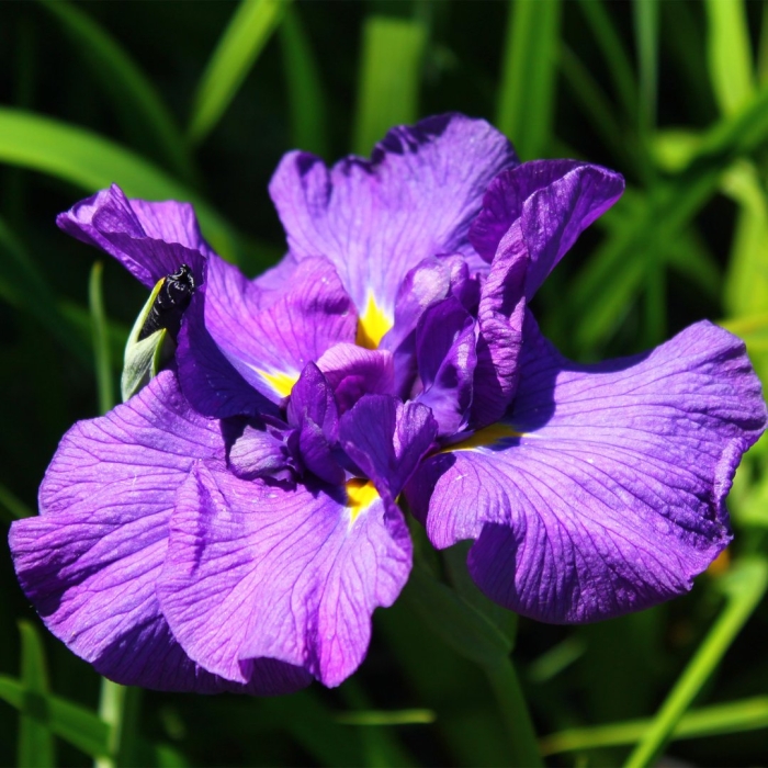 Ирис касатик фиолетовый