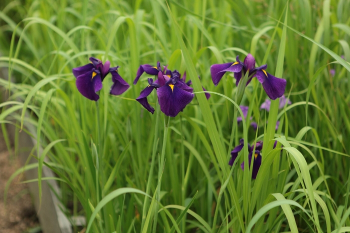 Ирис японский арлекуинеск