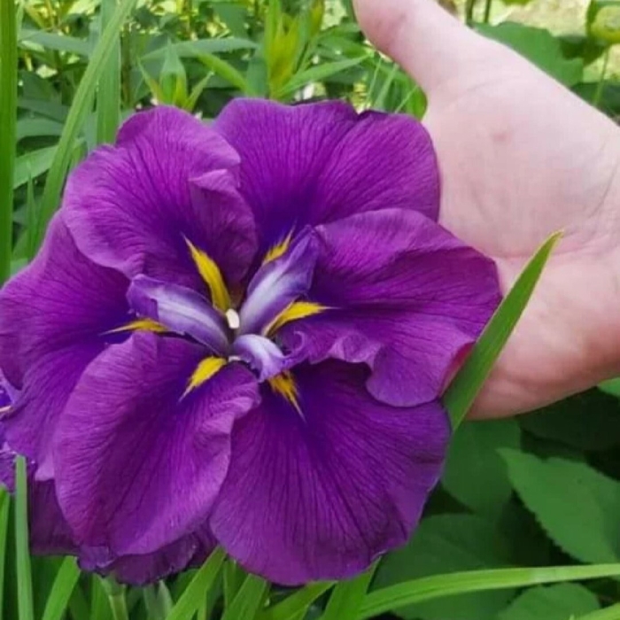 Ирис пёпл парасол (японский)