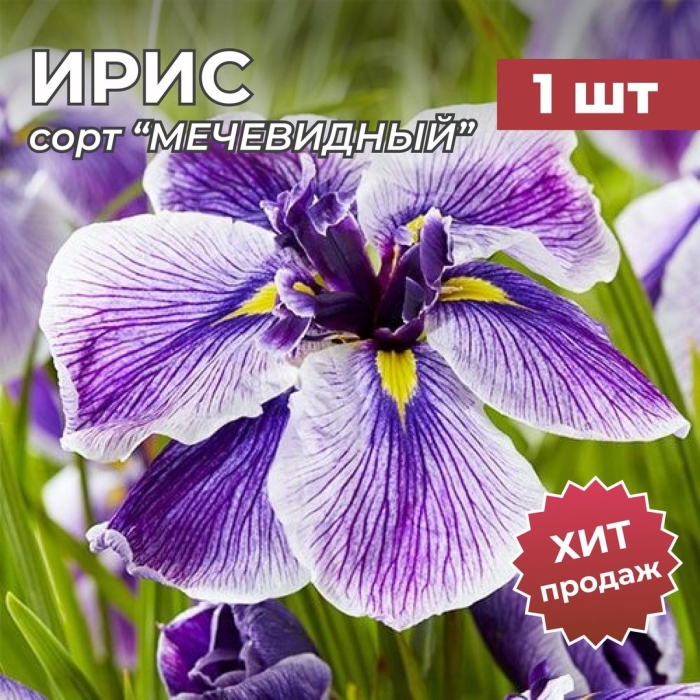 Ирис японский кристал хало