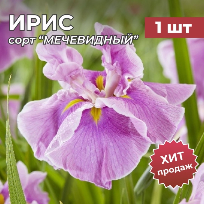 Ирис японский момогасуми