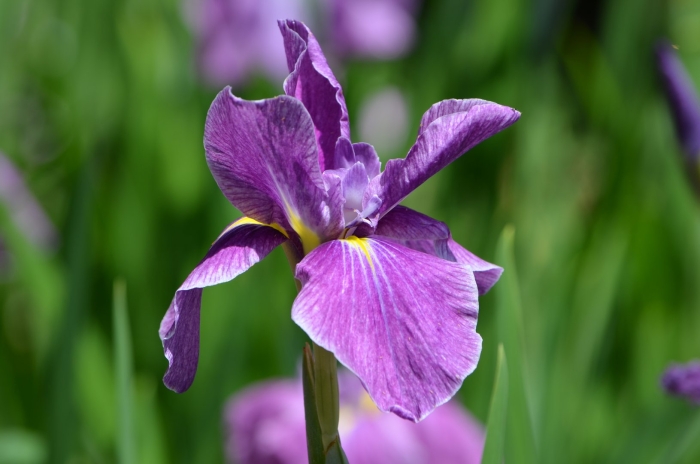 Ирис кийозуру (японский)