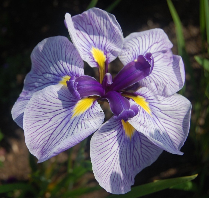 Ирис мечевидный грейвудс катрина