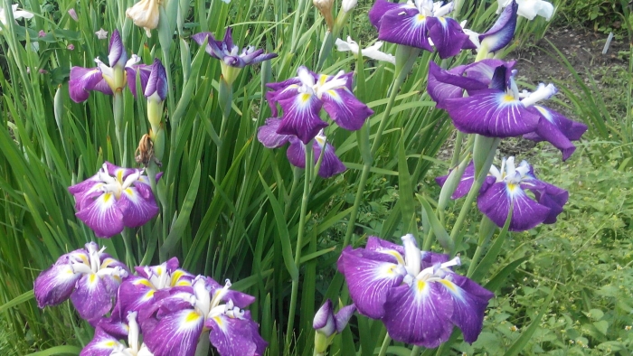 Ирис японский сентэ ов интерест