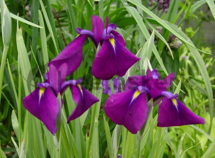 Ирис мечевидный variegata