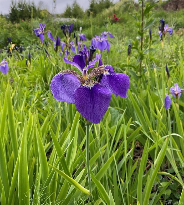 Ирис касатик сибирский