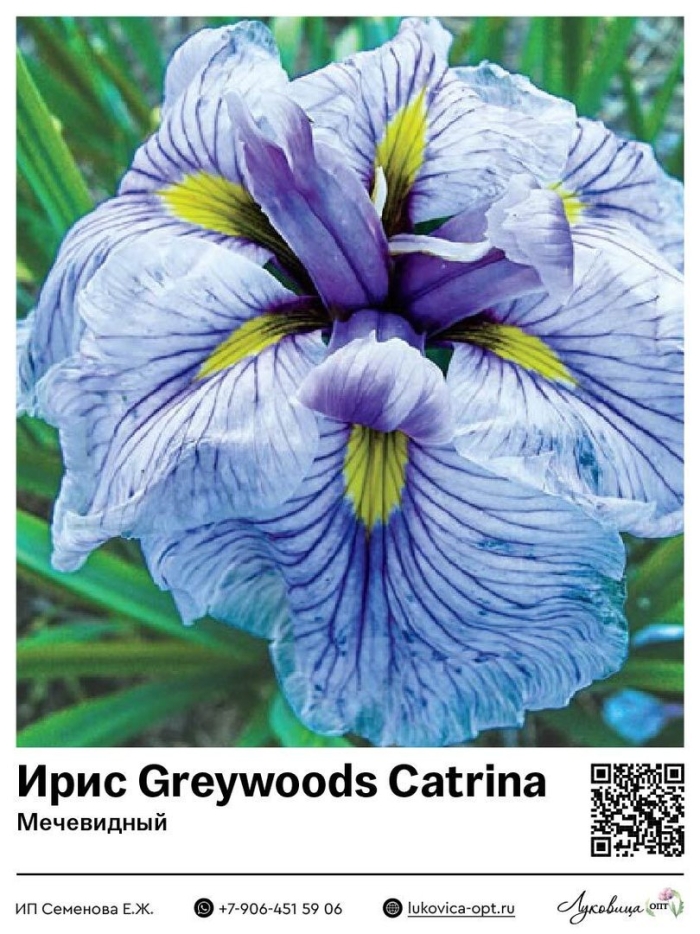 Ирис японский грейвудс катрина