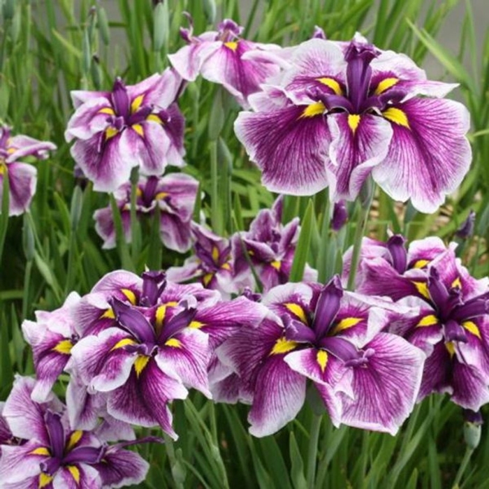 Ирис японский кристал хало