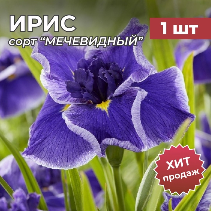 Ирис сибирский