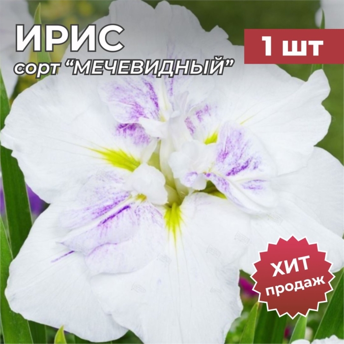 Ирис японский когешо