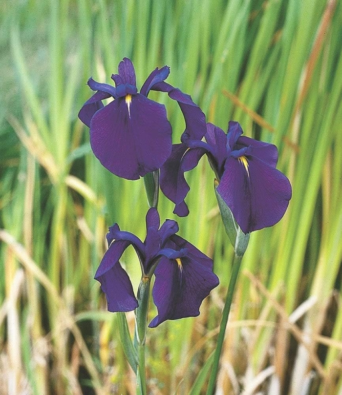 Ирис касатик