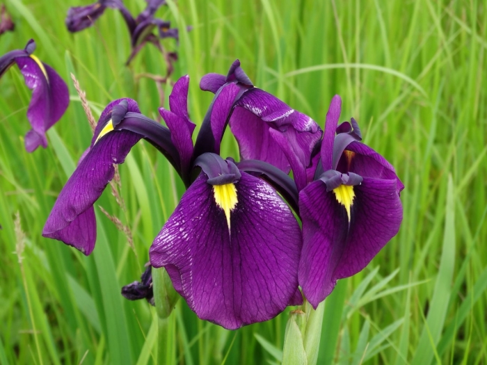 Ирис ensata