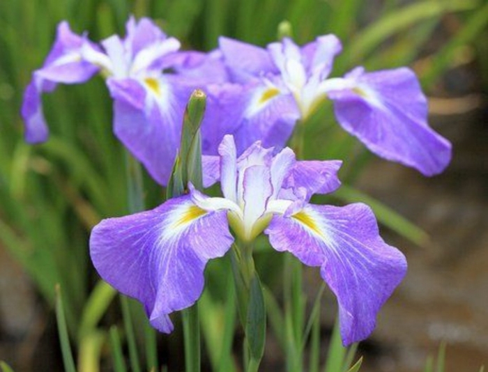 Ирис сибирский сара тиффни