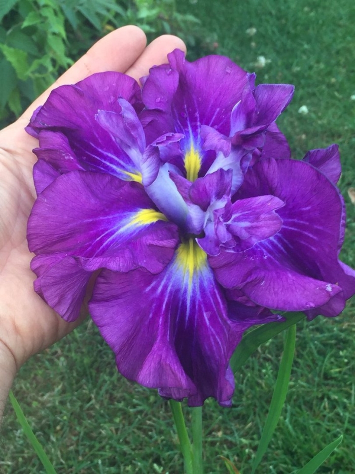 Ирис японский фростед интриг